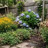 7 Plants That Actually Survive a Boston Backyard